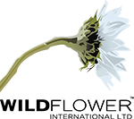 wildflower-1 wildflower-1